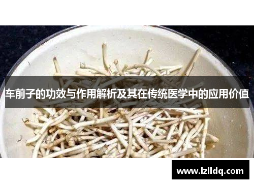 车前子的功效与作用解析及其在传统医学中的应用价值